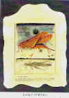 tremoa03.jpg (515051 oCg)